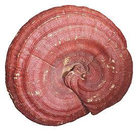 《上古卷轴OL》古董服务器拆卖 每个部件单价110美元